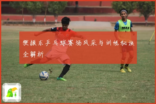 樊振东乒乓球赛场风采与训练秘诀全解析